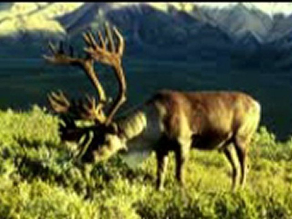 Simon le Caribou (Partie 2)