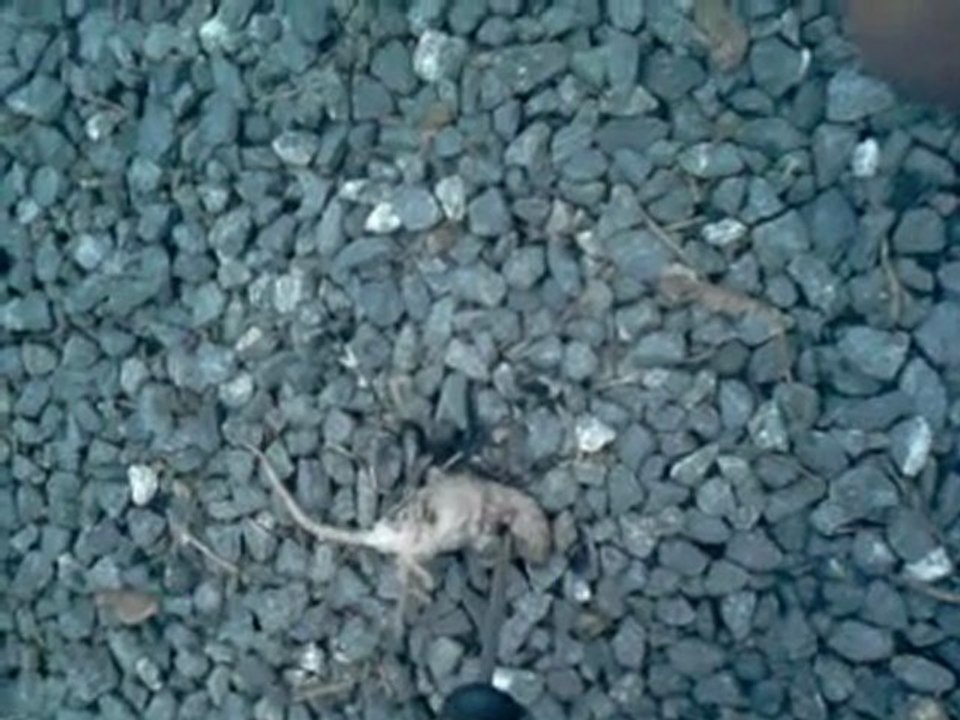 Deliire Moiii & Paoo Aveekk Une Souriiis