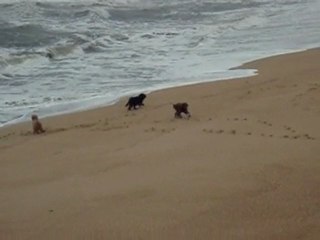 Berger Portugais de la Serra de Aires sur la plage