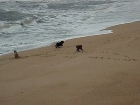 Berger Portugais de la Serra de Aires sur la plage