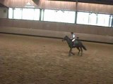 cheval au haras de Jardy (92)