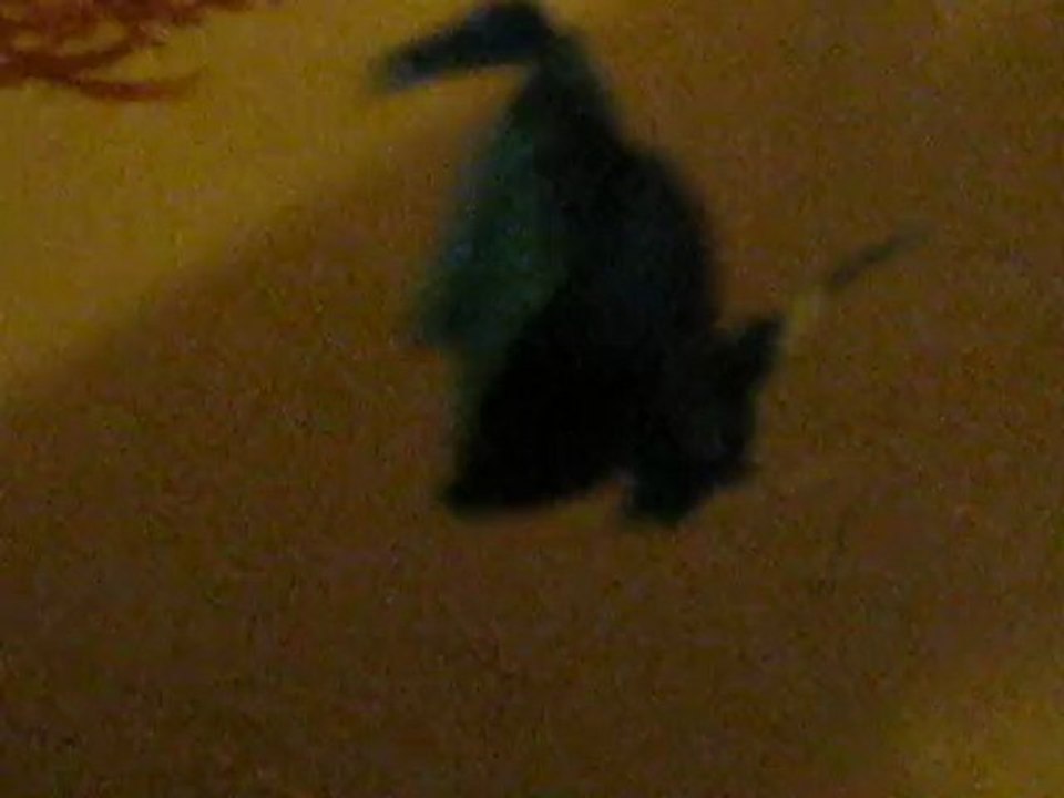 bac a betta splenden
