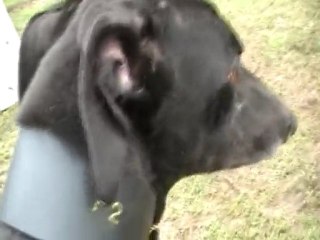 Jackson - Lévrier Greyhound de 4 ans