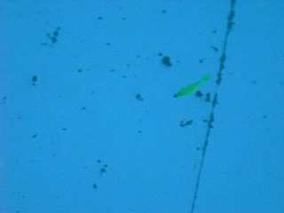 Test buster shad en bassin 1