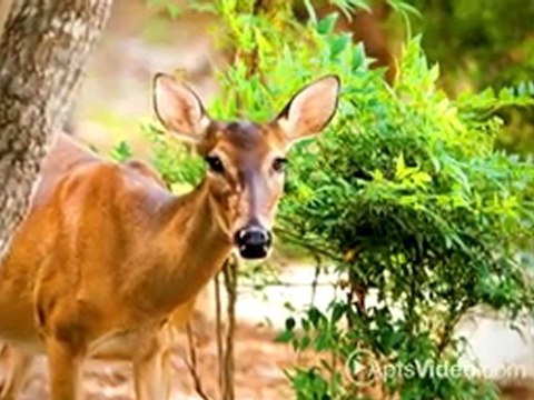 Broadstone Great Hills Apartments in Austin, TX-ForRent.com