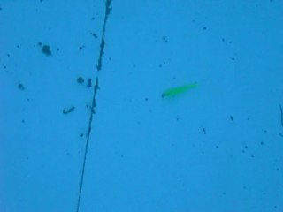 Test buster shad en bassin 2