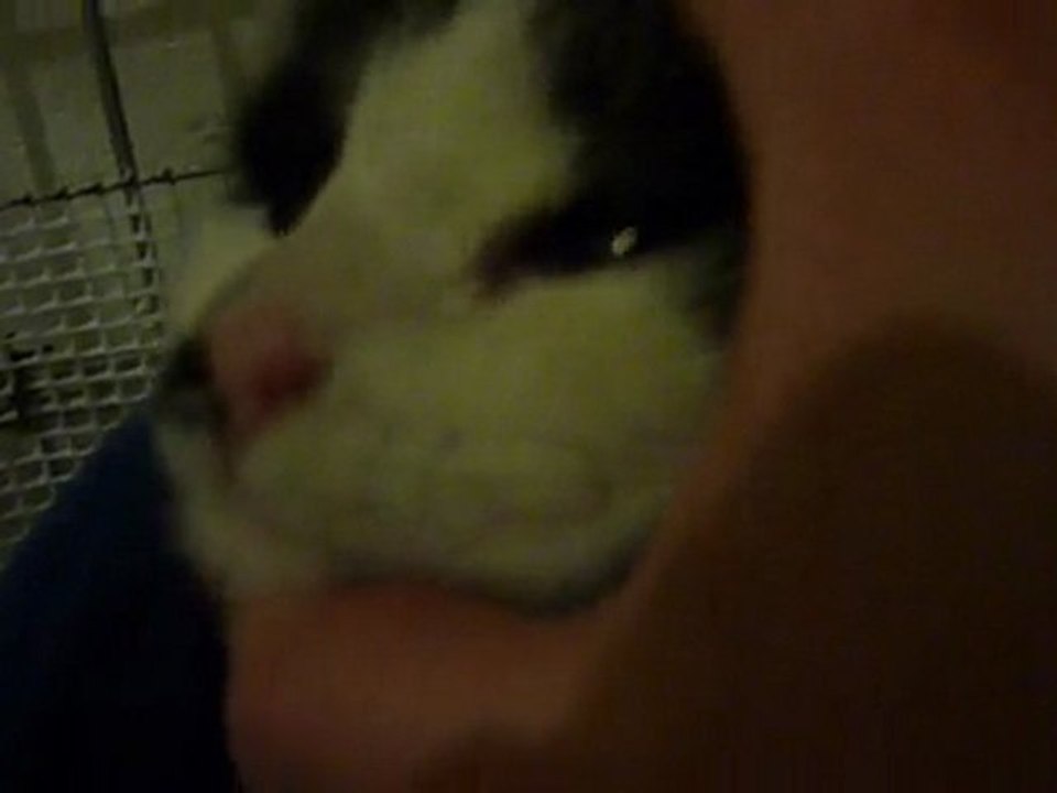 Marquise et son bobo le 26-1-10 recherche sa famille