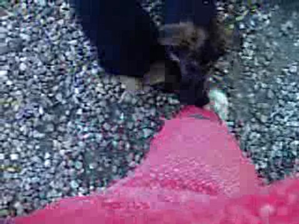 Les chiens les chiens berger allemand de 9 semaines