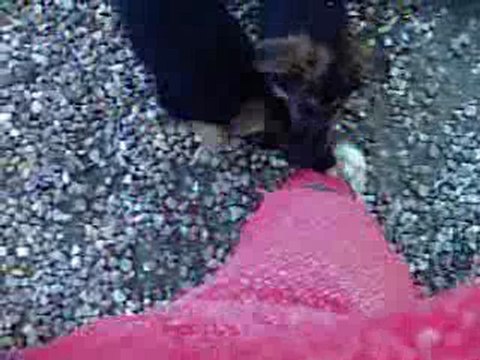 Les chiens les chiens berger allemand de 9 semaines