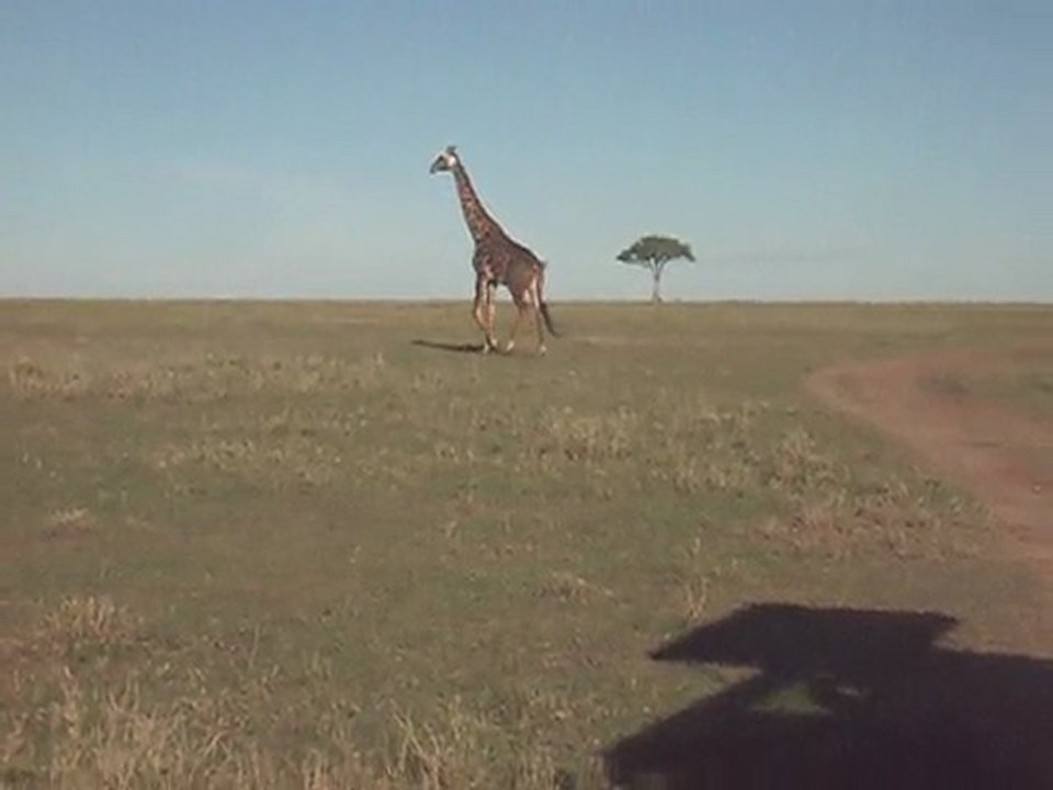 Travel to Africa with Claudious Tours and Safaris in Kenya