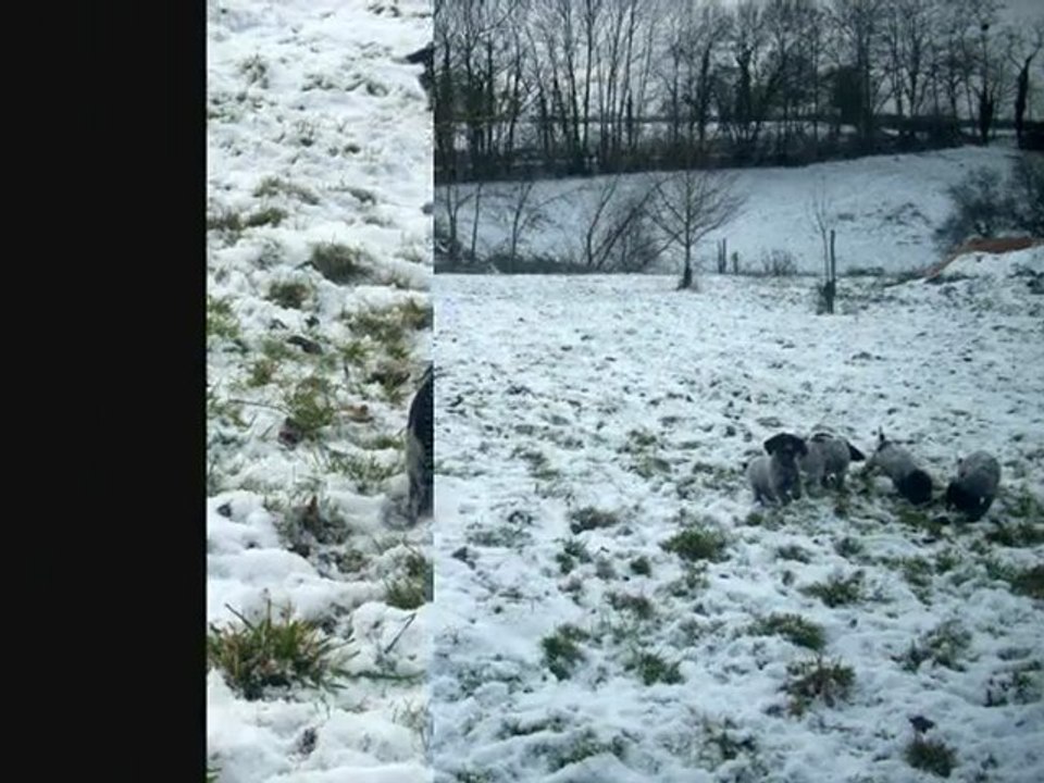Les chiots