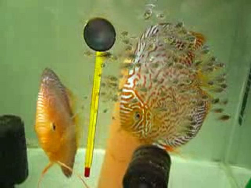 discus femelle Penang eruption et leurs alevins