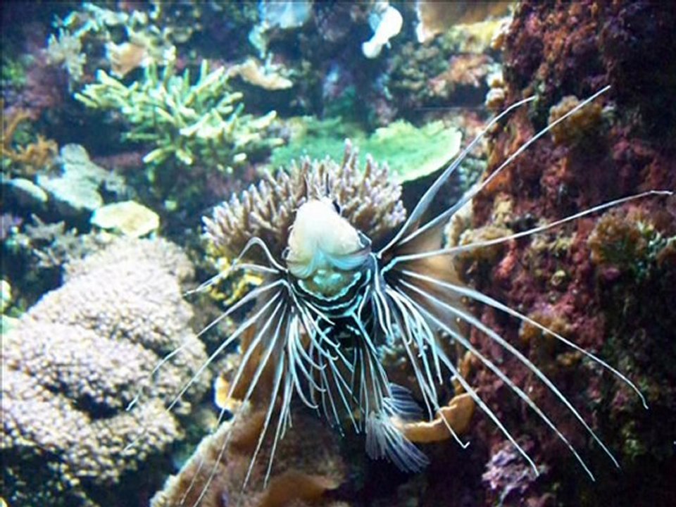musique du grand bleu ,diaporama océanopolis version longue