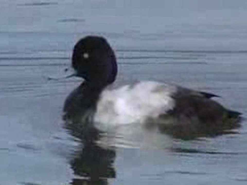 Aythya affinis