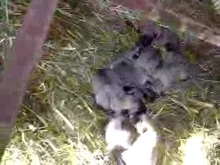 Kangal Yavrusu www.MertTurk.Com