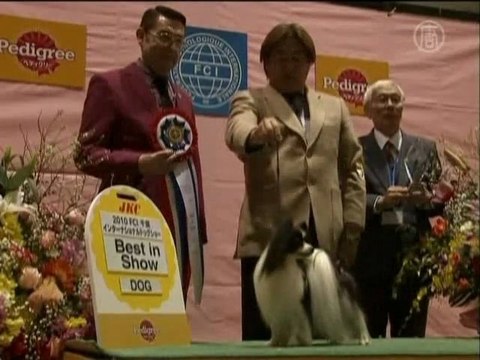 Выставка собак стартовала в Японии