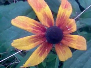 Ali Çinkaya kaydeleri