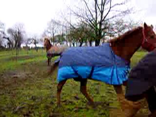 MOV06078 Fedo qui se prend pour un cabri