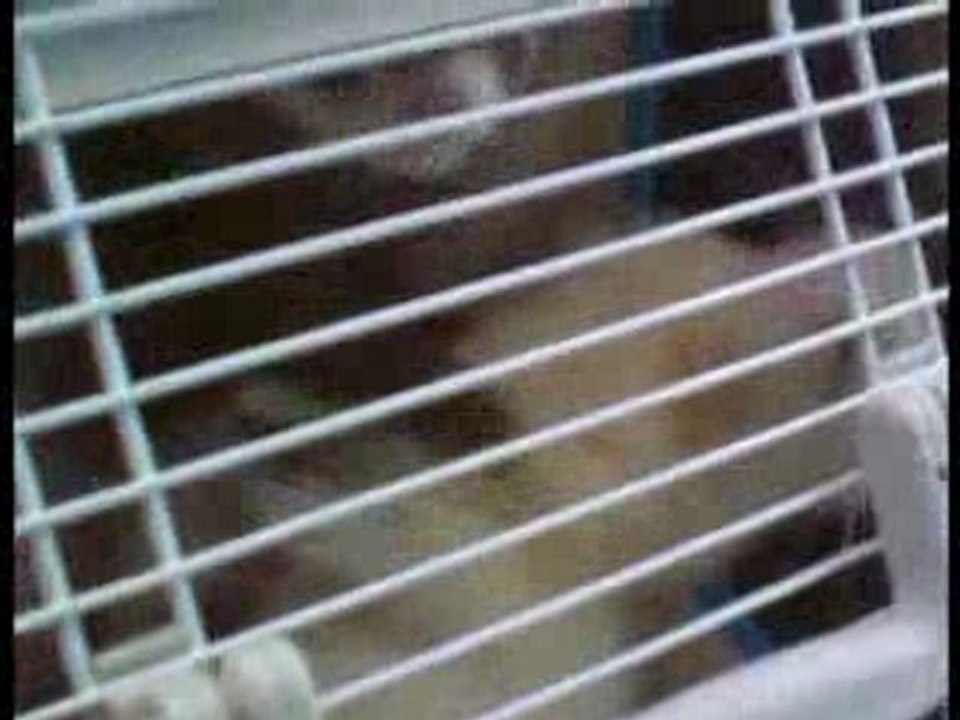 les furets dans la voiture