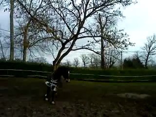 Mermès- paddock- 28/01/10- vidéo 1