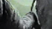 elefante