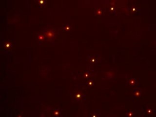 Unidirectional airflow in the lungs of alligators