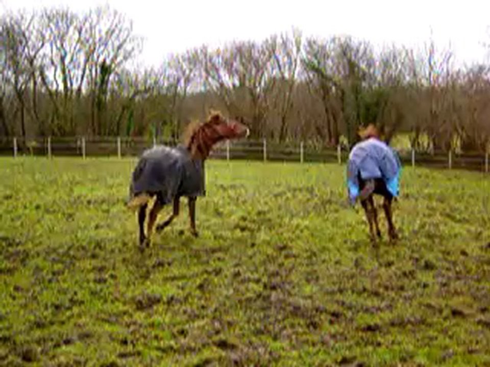 MOV06081 Jeux Flint et Tenacia