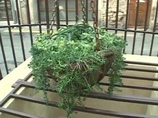 La rue du Puit Couchoux à l'honneur(Nîmes)