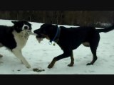 Les chiens du refuge des Amis des Bêtes à Aix les Bains