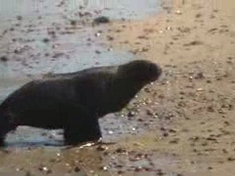 Le lion de mer