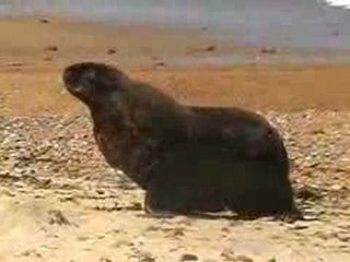 lion de mer