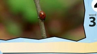 Learn Italian - Learn with Italian Insect Videos