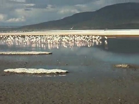 Safaris in Kenya with claudious Tours and Safaris