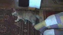basja2