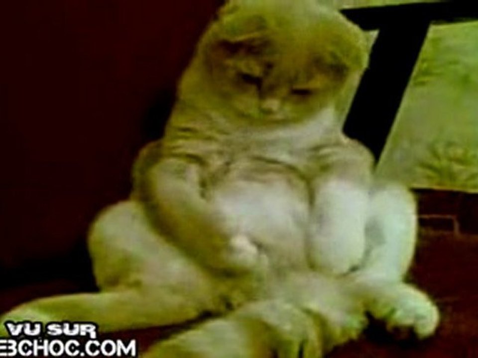 Un chat joue avec son zizi