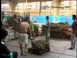 chien et chat capturer pour etre abatue
