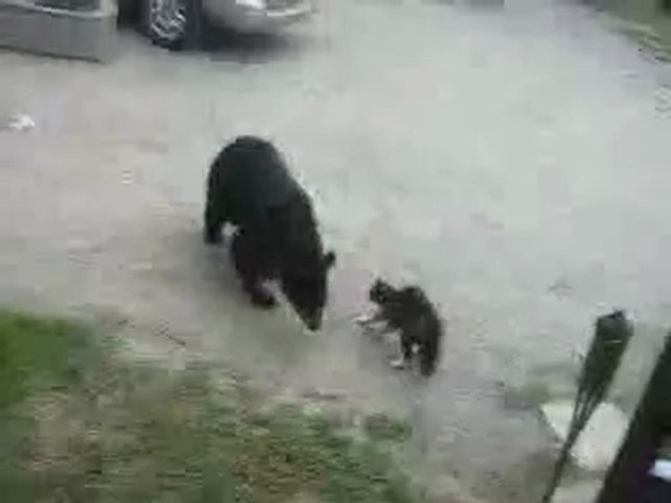 Aslan Yürekli Kedi