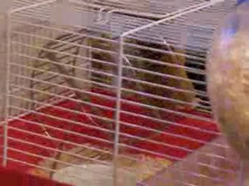 Hamster