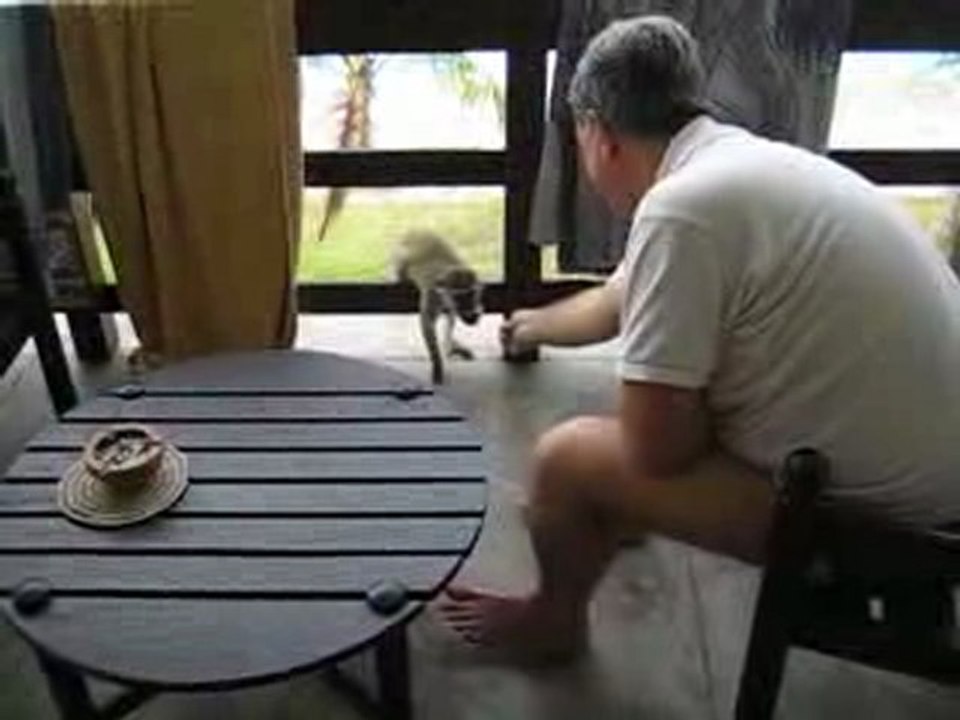 Rencontre avec un Monkey