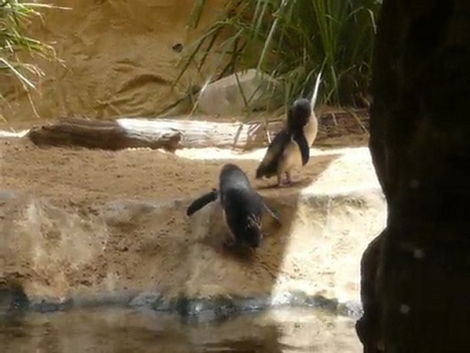 NZ pinguin