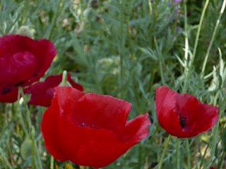 basit yaşayacaksın..basit