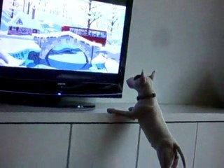 bony regarde la télé