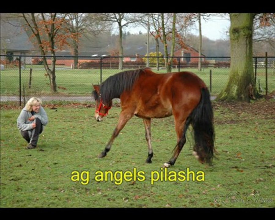 the 4 peruvian paso angels BOLERO SHANA PILASHA AND PACO