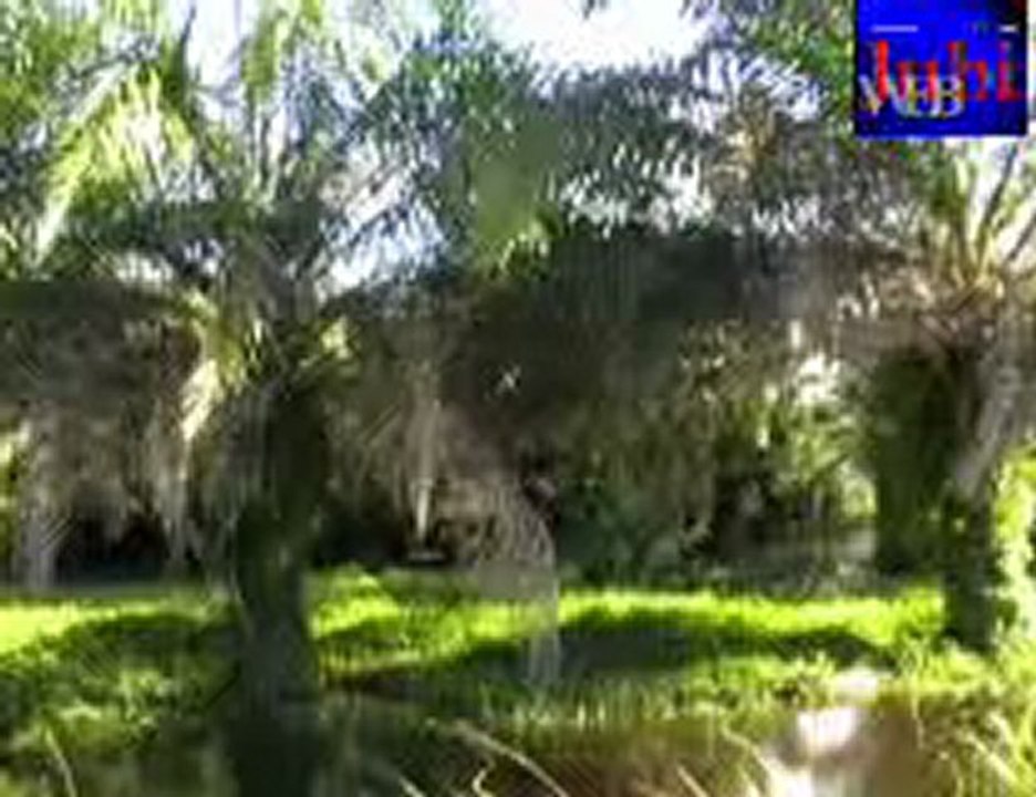 Ribuan Kubik Kayu Ancam Robohkan Jembatan Arso IX