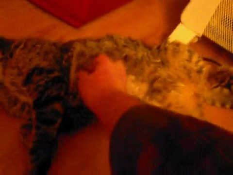 Petit Elvis tout doux