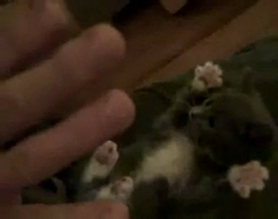 funny cat