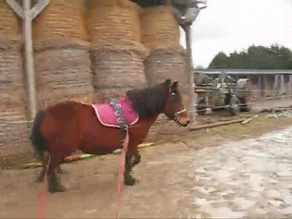 Dame de Coeur aux longues rênes