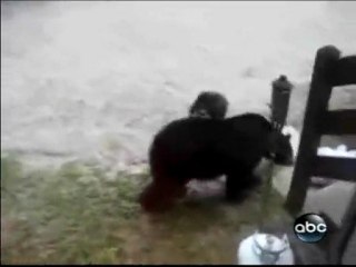 House Cat Attacks Hungry Bear