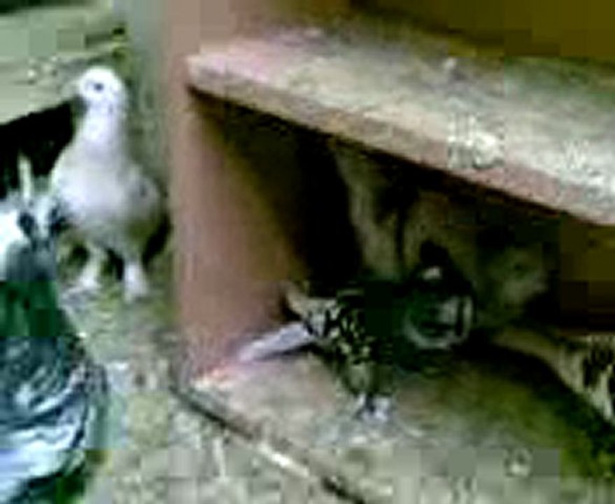 bango, hünkari, guvercin, güvercin