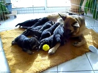 chiots de bonny 3 semaines